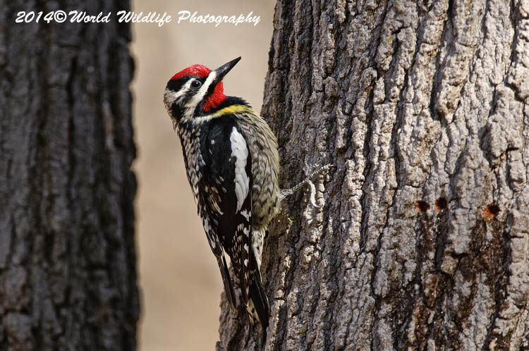 Woodpecker