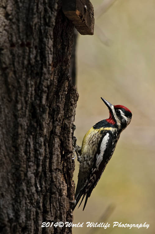 Woodpecker