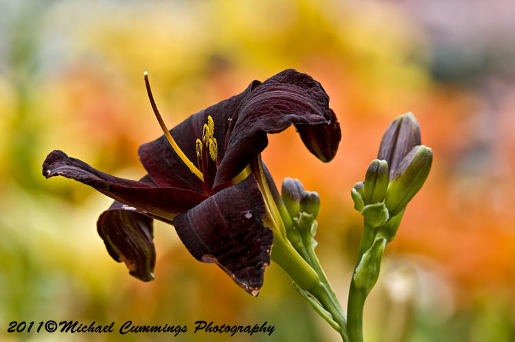 daylily pictures