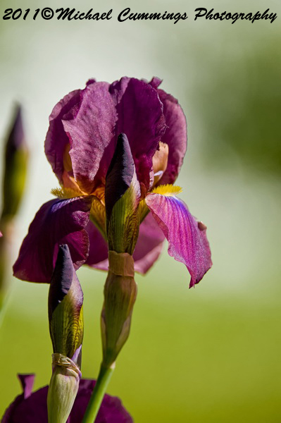 iris picture