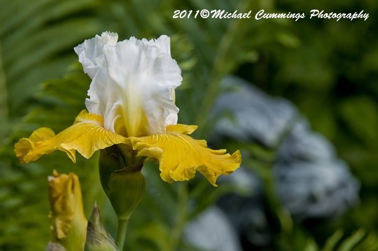 iris picture