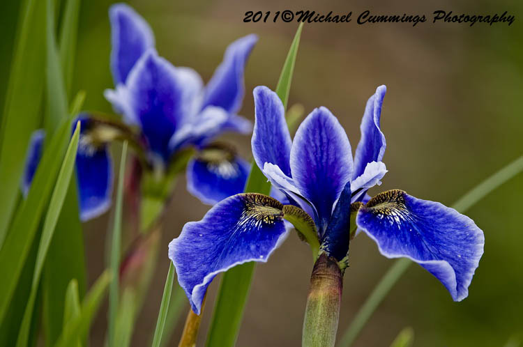 iris picture
