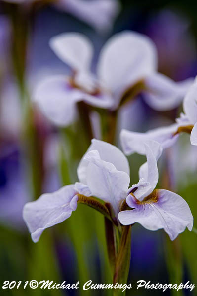 iris picture