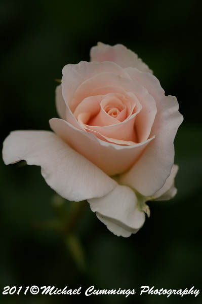 rose picture