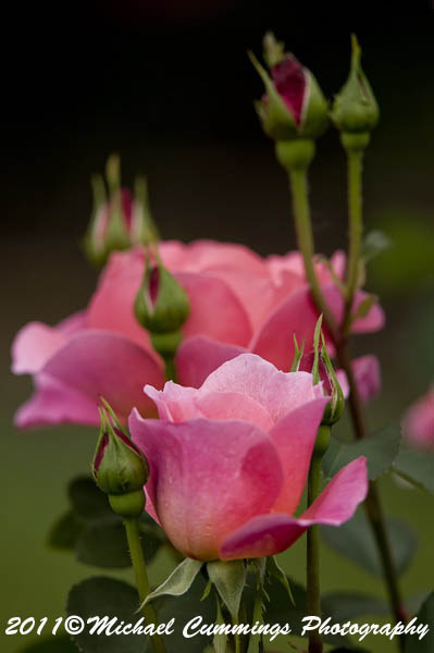 rose picture
