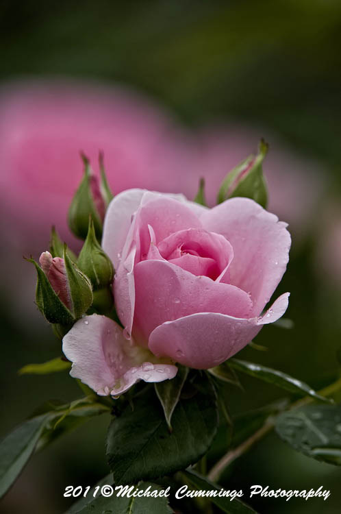 rose picture