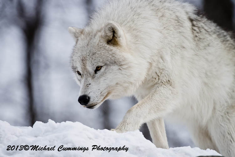 arcticwolf