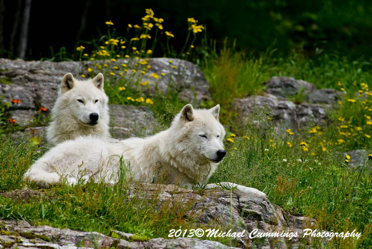 arcticwolf