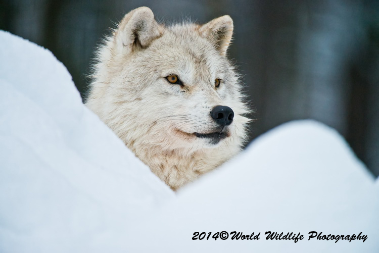 arcticwolf