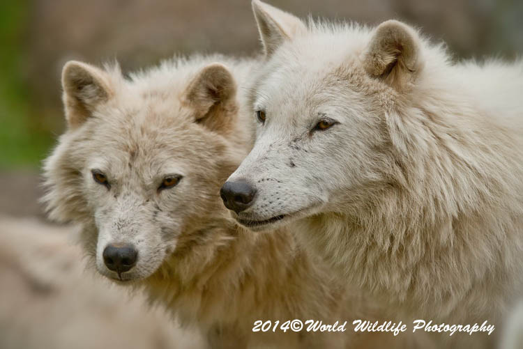 arcticwolf