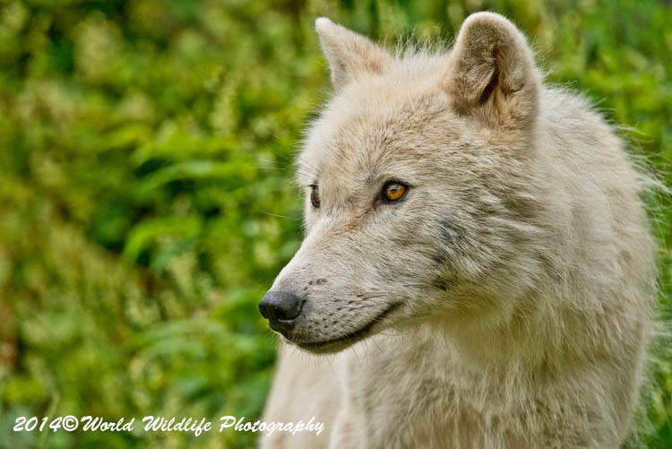 arcticwolf