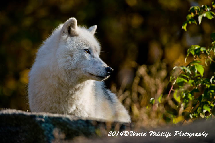 arcticwolf