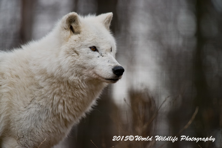 arcticwolf
