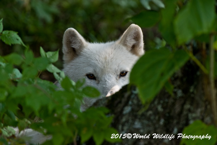 arcticwolf