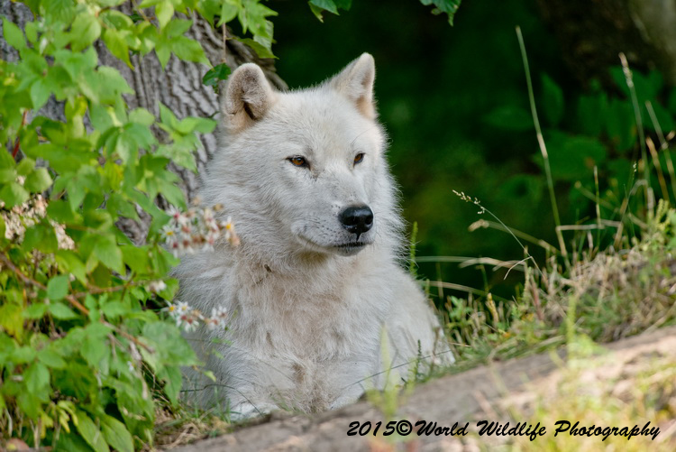 arcticwolf