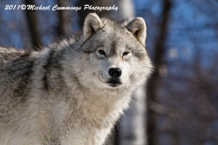 arcticwolf