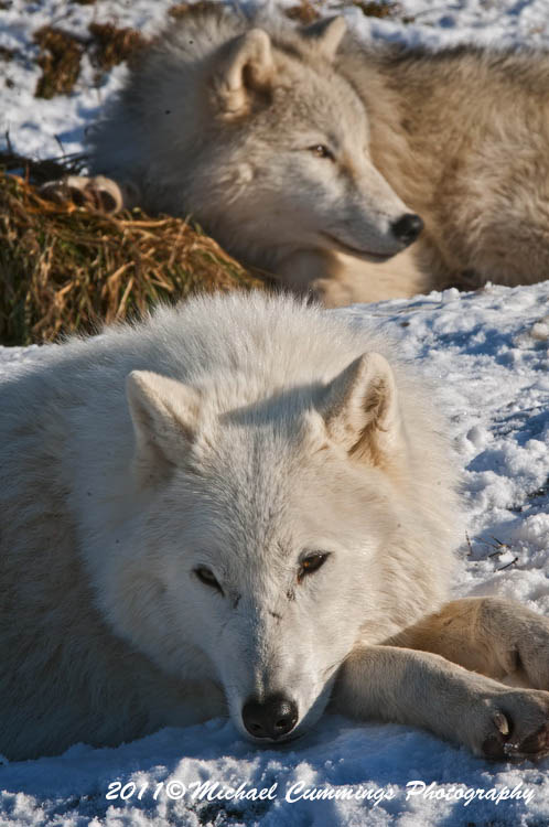 arcticwolf