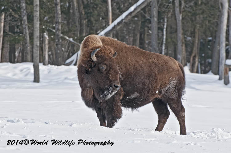 bison
