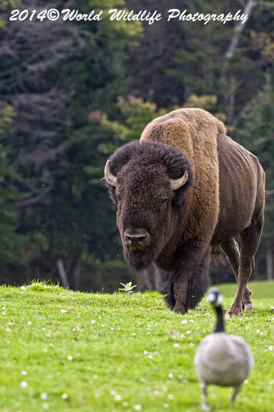 bison