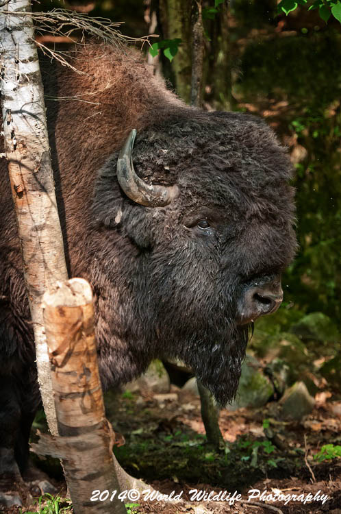 bison
