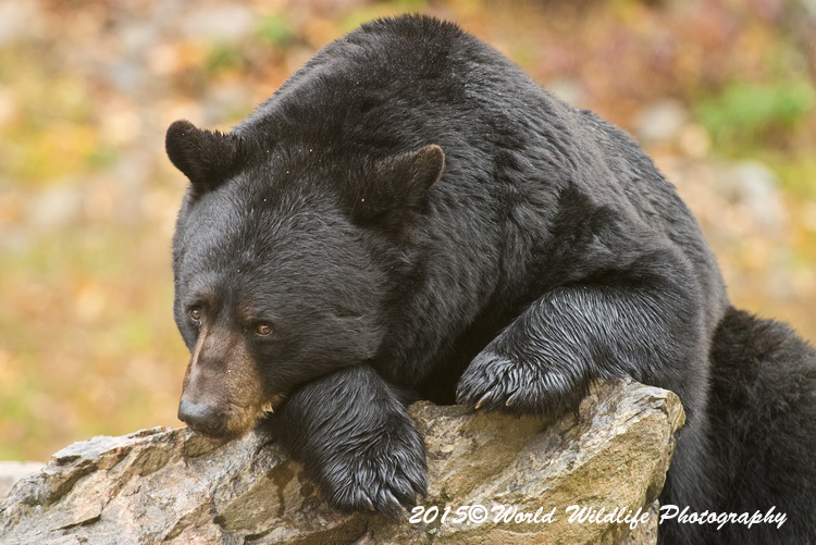 blackbear