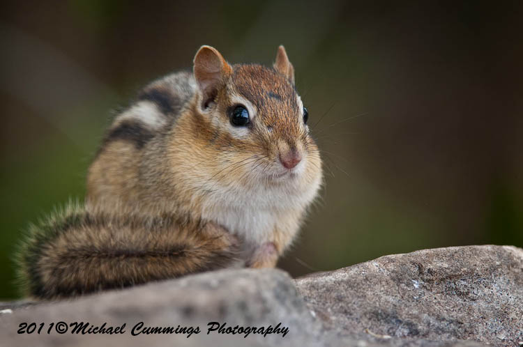 chipmunk