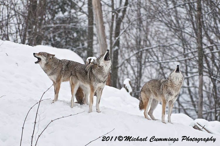 coyote
