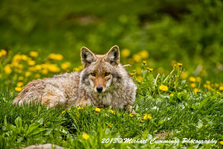 coyote