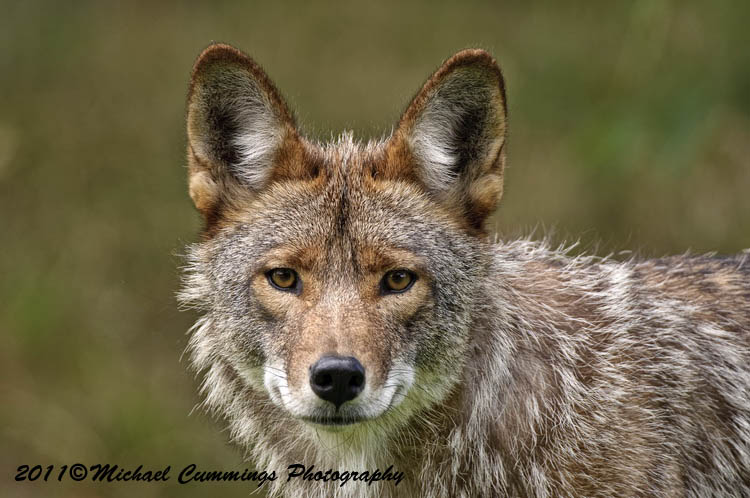coyote