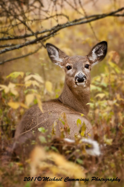 deer