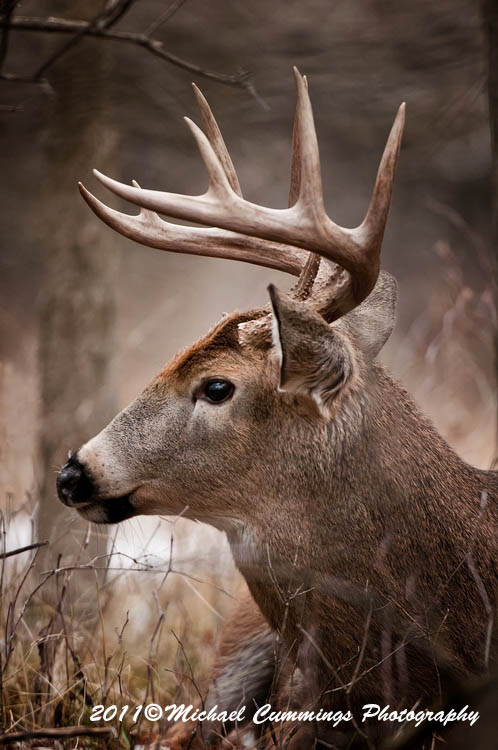 deer