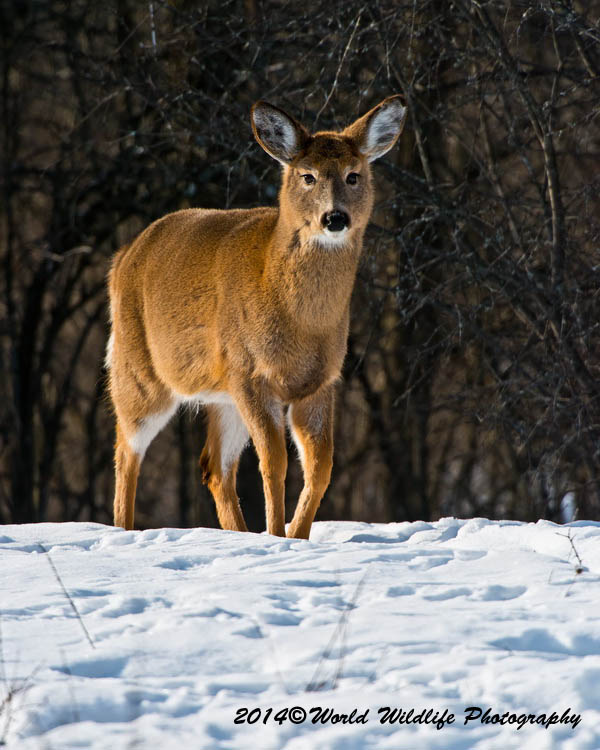 deer