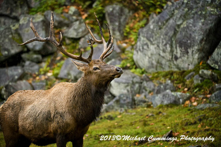 elk