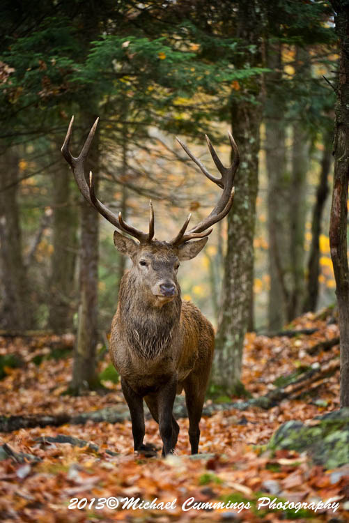 elk