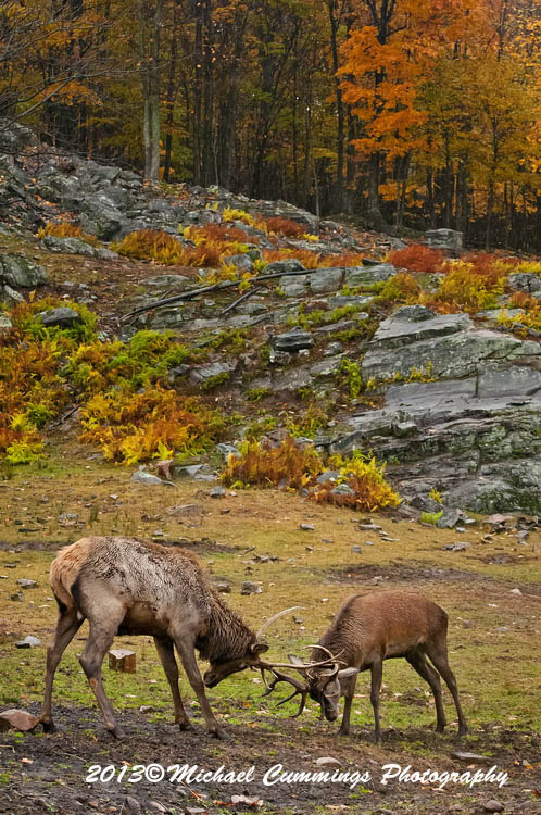 elk