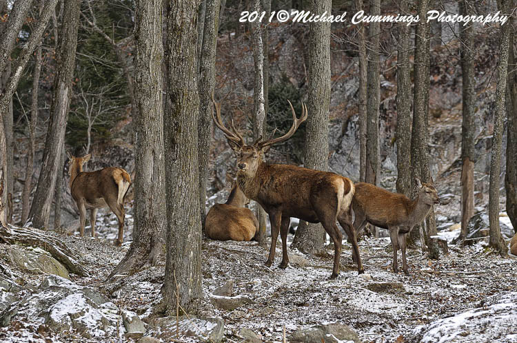elk