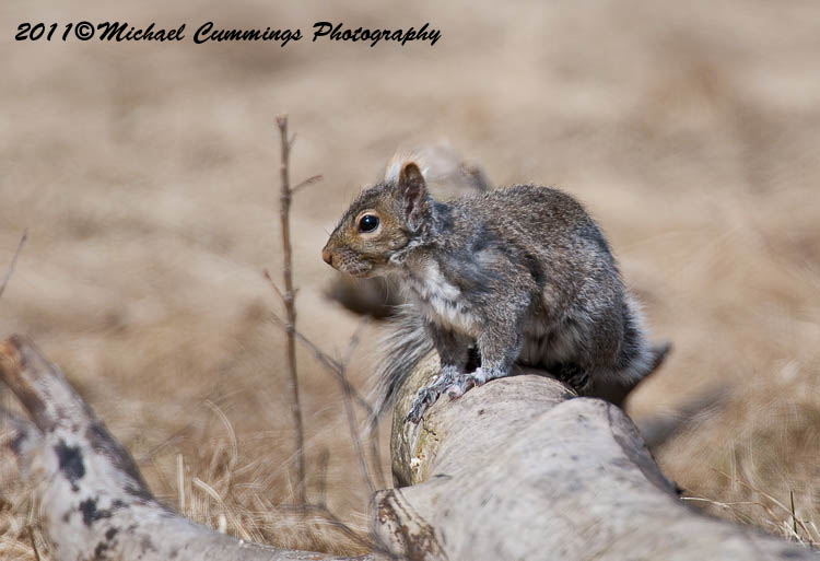 graysquirrel