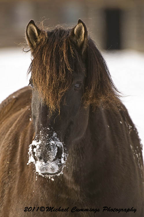 horses