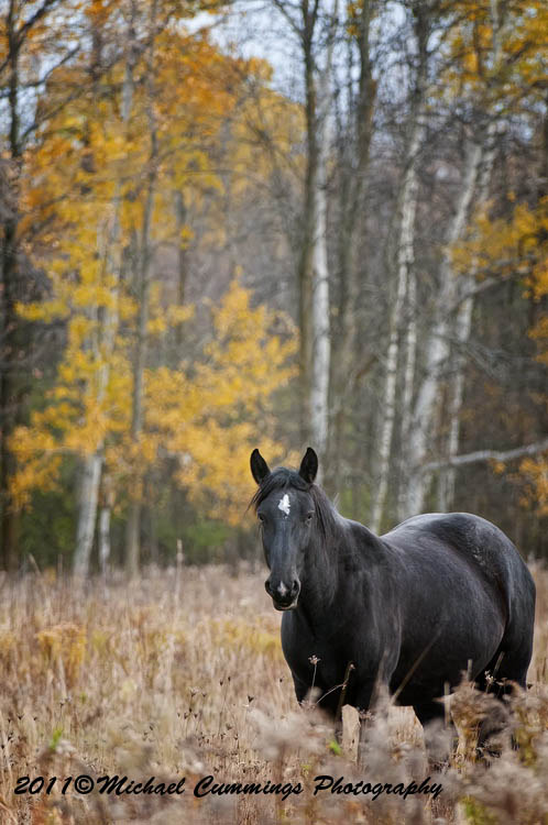 horses