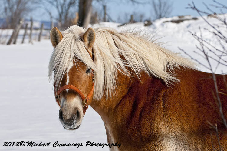 horses