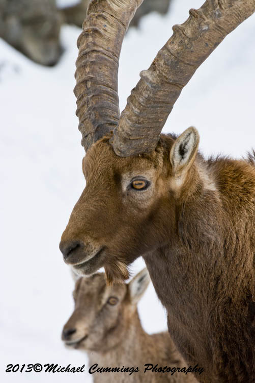 ibex