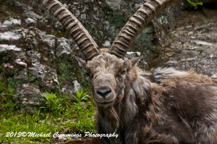 ibex
