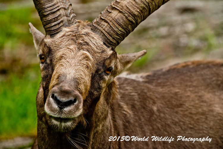 ibex