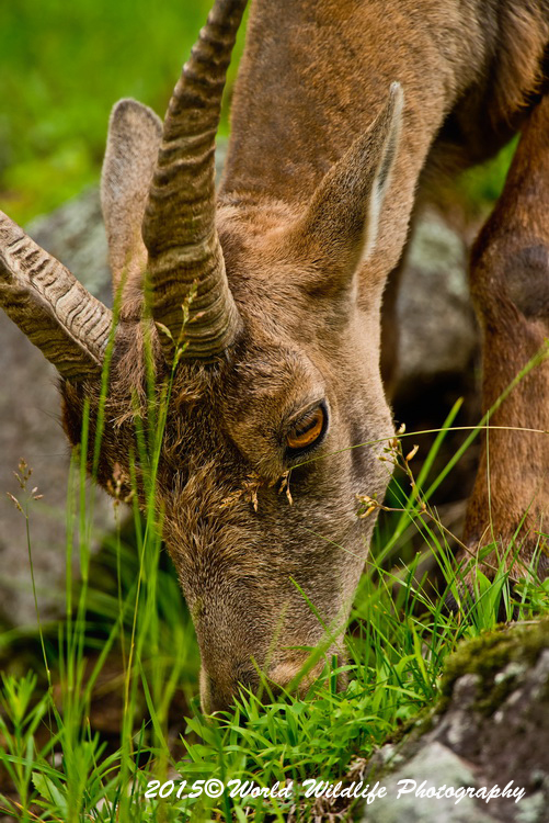 ibex