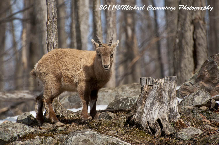 ibex