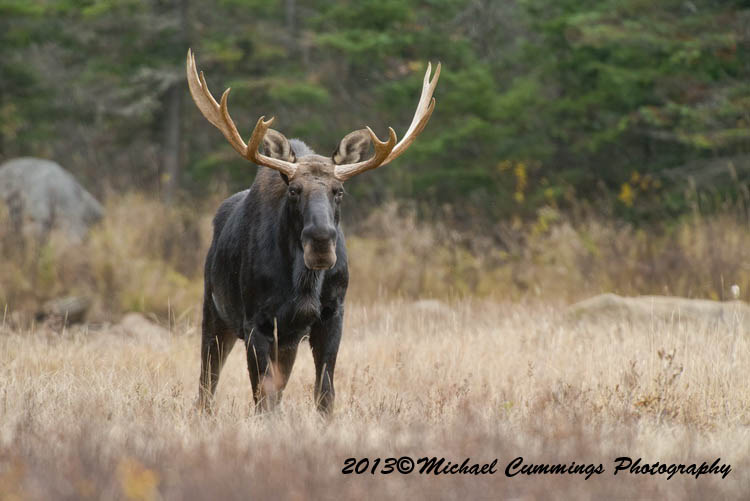 moose