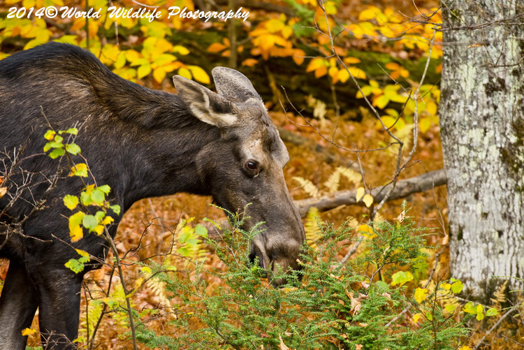 moose