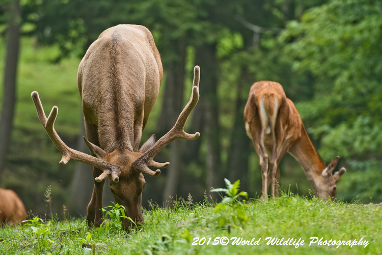 reddeer