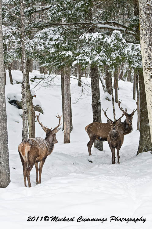 reddeer