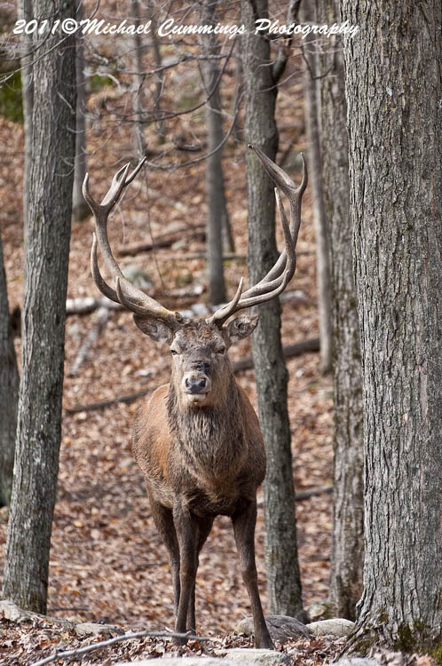 reddeer